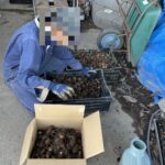 2025年11月 里芋堀り